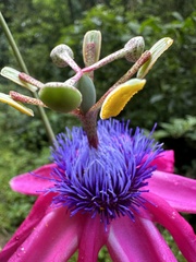 Passiflora longipes, photograph (c) Nicolás Baresch Uribe, some rights reserved (CC BY)