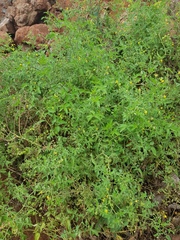 Solanum cheesemanii