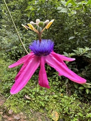 Passiflora longipes, photograph (c) Nicolás Baresch Uribe, some rights reserved (CC BY)