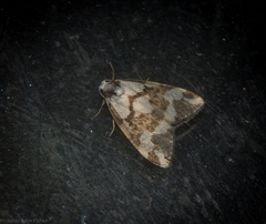 Thallarcha staurocola