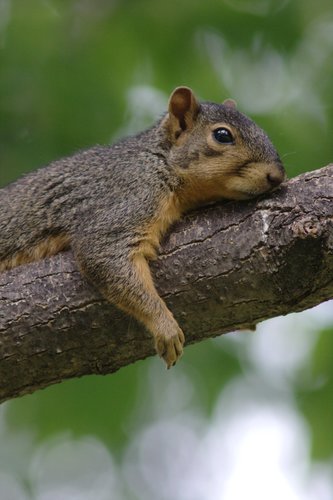Texas Fox Squirrel