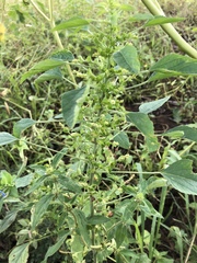 Acalypha indica indica