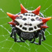 Spinybacked Orbweaver - Photo (c) kenbuc, some rights reserved (CC BY-NC)