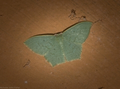 Maxates centrophylla