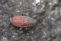 Arocatus sericans species-group