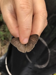 Nhambikuara cerradensis