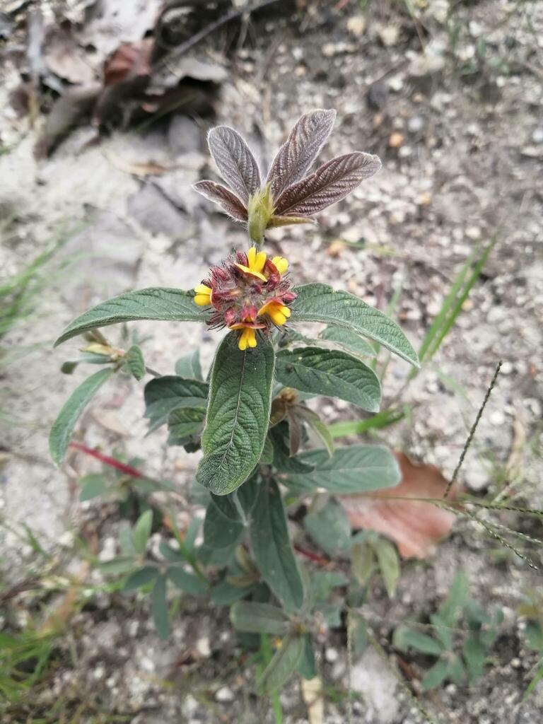 Eriosema longicalyx