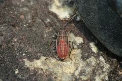 Arocatus sericans species-group