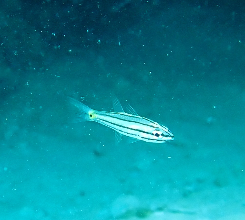Fivelined cardinalfish