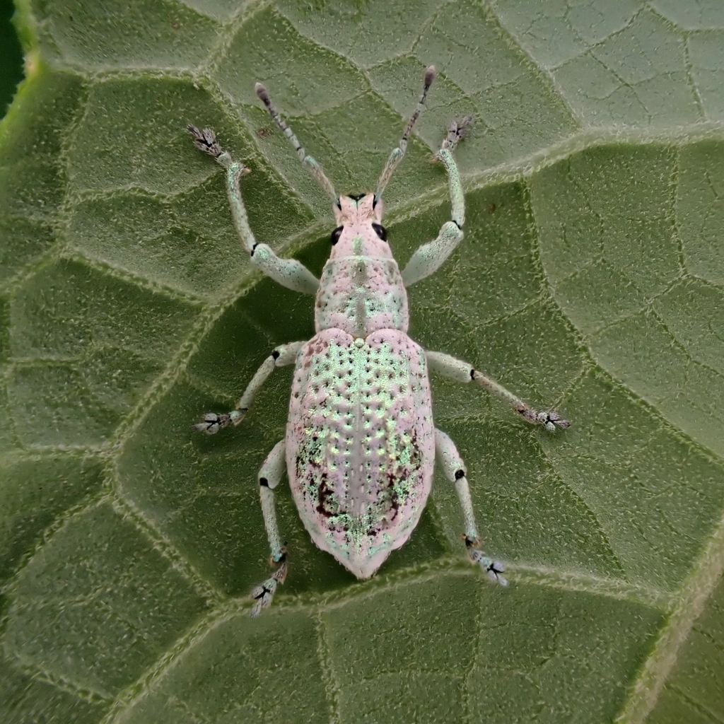 Compsus argyreus