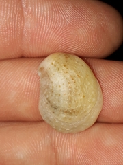 Bostrycapulus pritzkeri