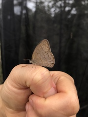 Nhambikuara cerradensis