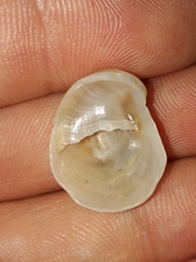 Bostrycapulus pritzkeri