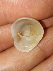 Bostrycapulus pritzkeri