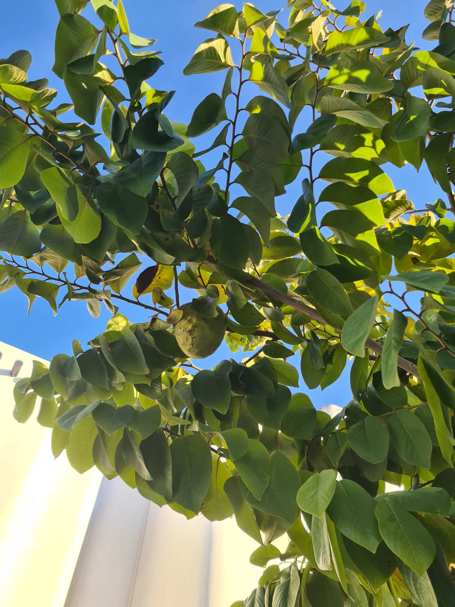 Imagem de Fruta-do-conde