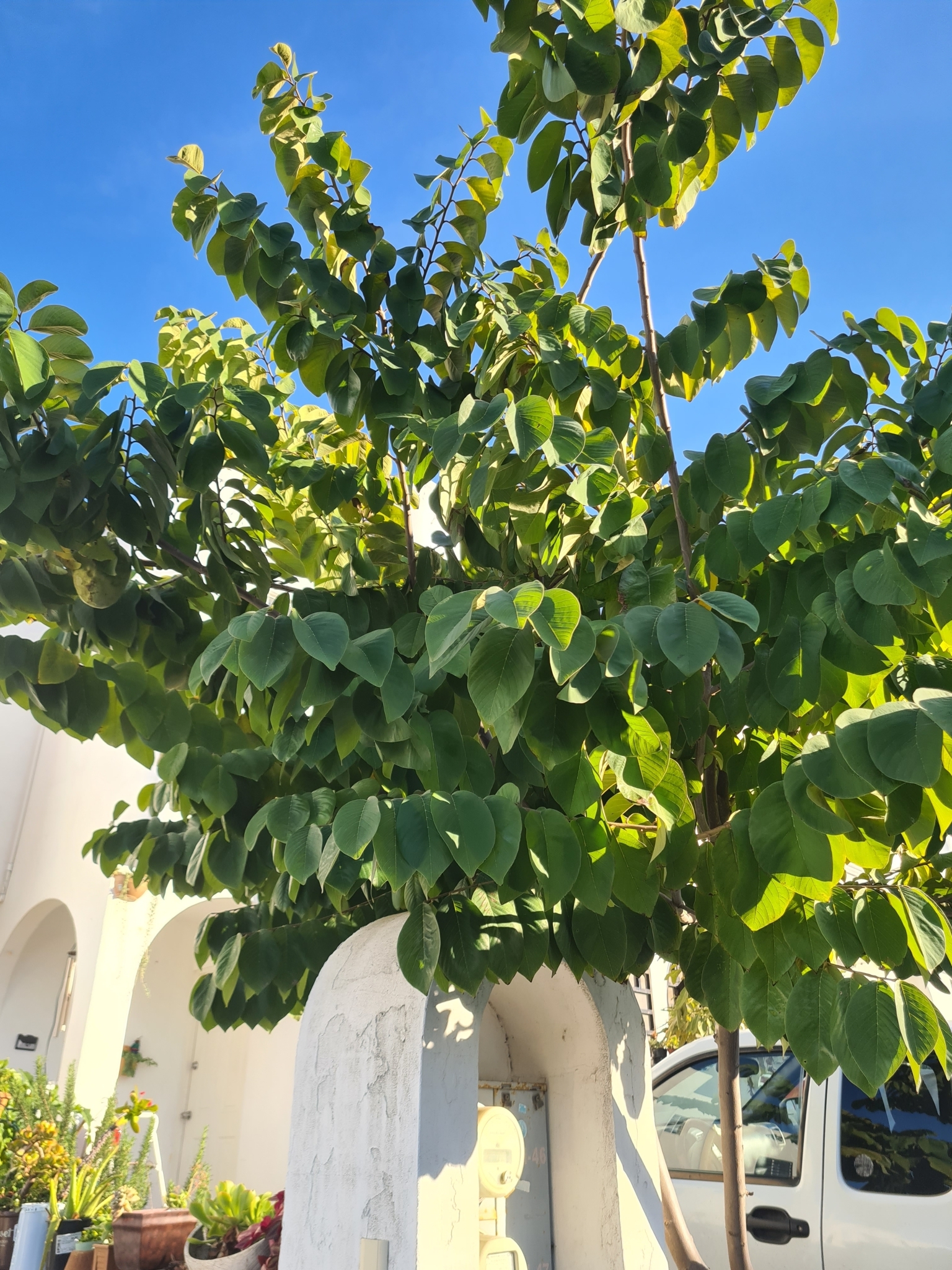 Imagem de Fruta-do-conde