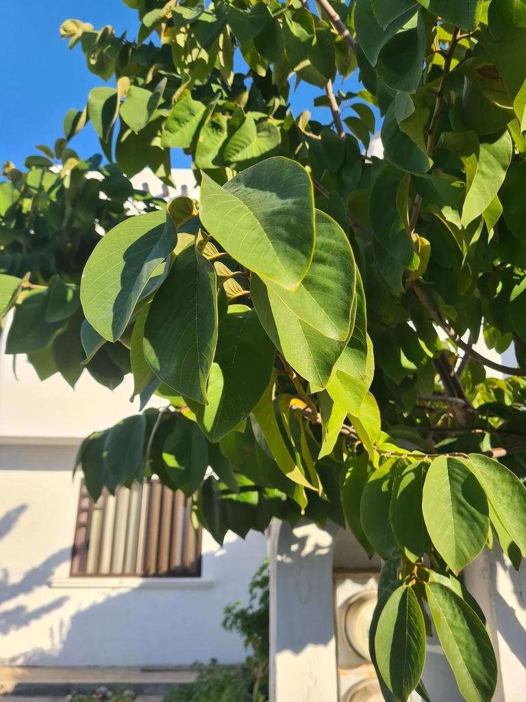 Foto de Fruta-do-conde