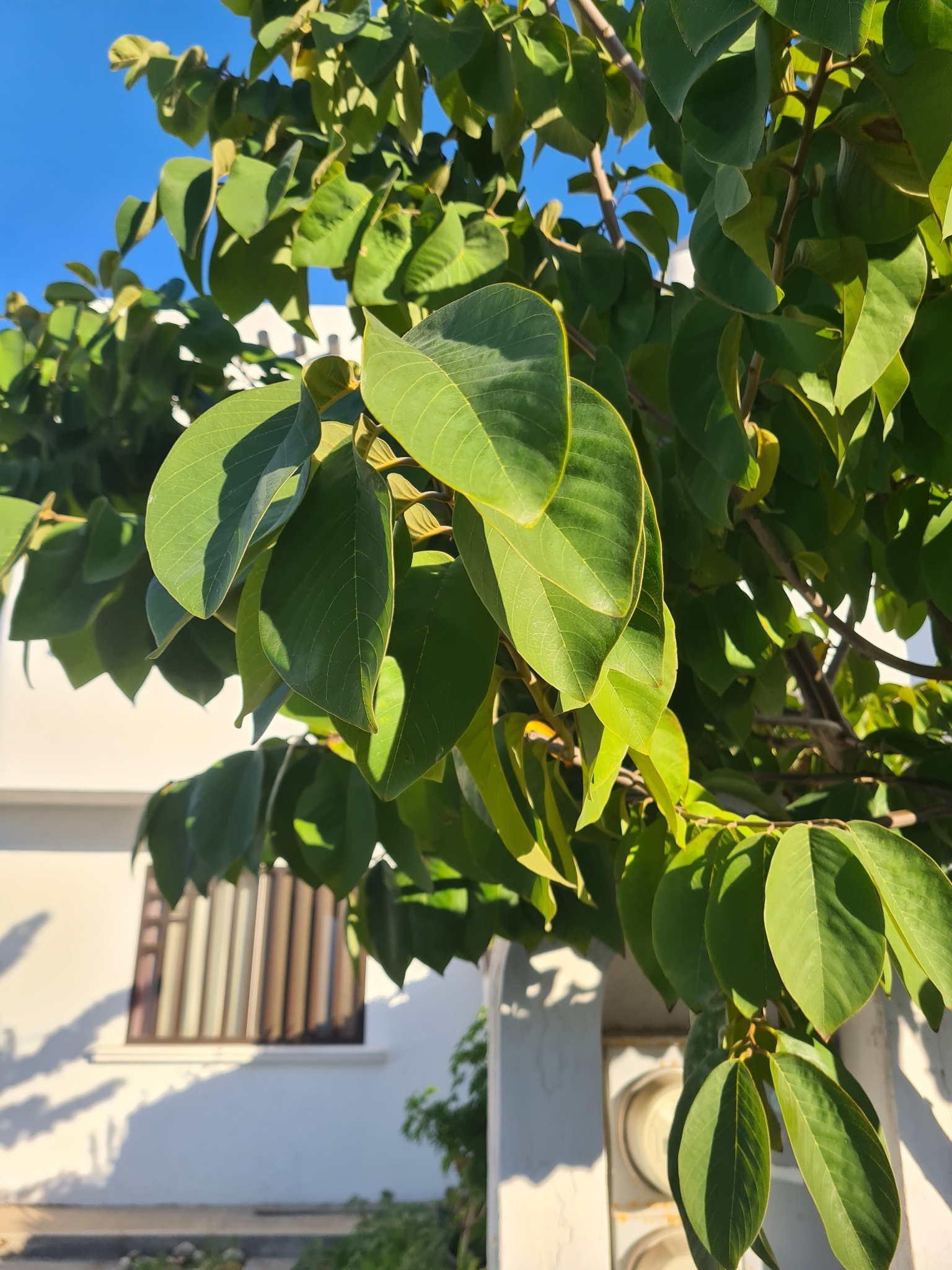 Imagem de Fruta-do-conde