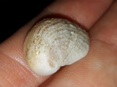 Bostrycapulus pritzkeri