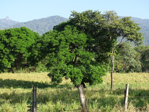 Image of Andira inermis by (c) Alexis López Hernández, some rights reserved (CC BY)