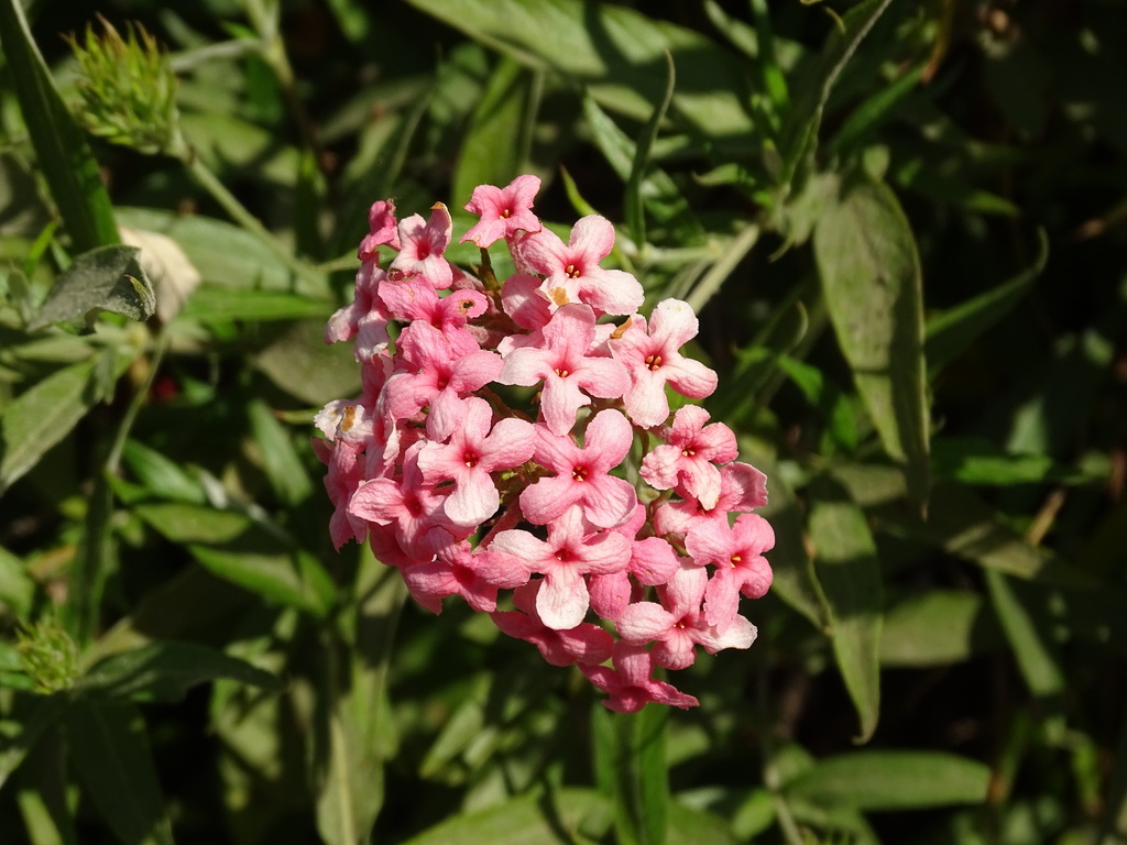 Liễu mai – Arachnothryx leucophylla