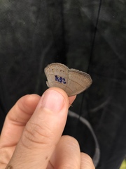 Nhambikuara cerradensis