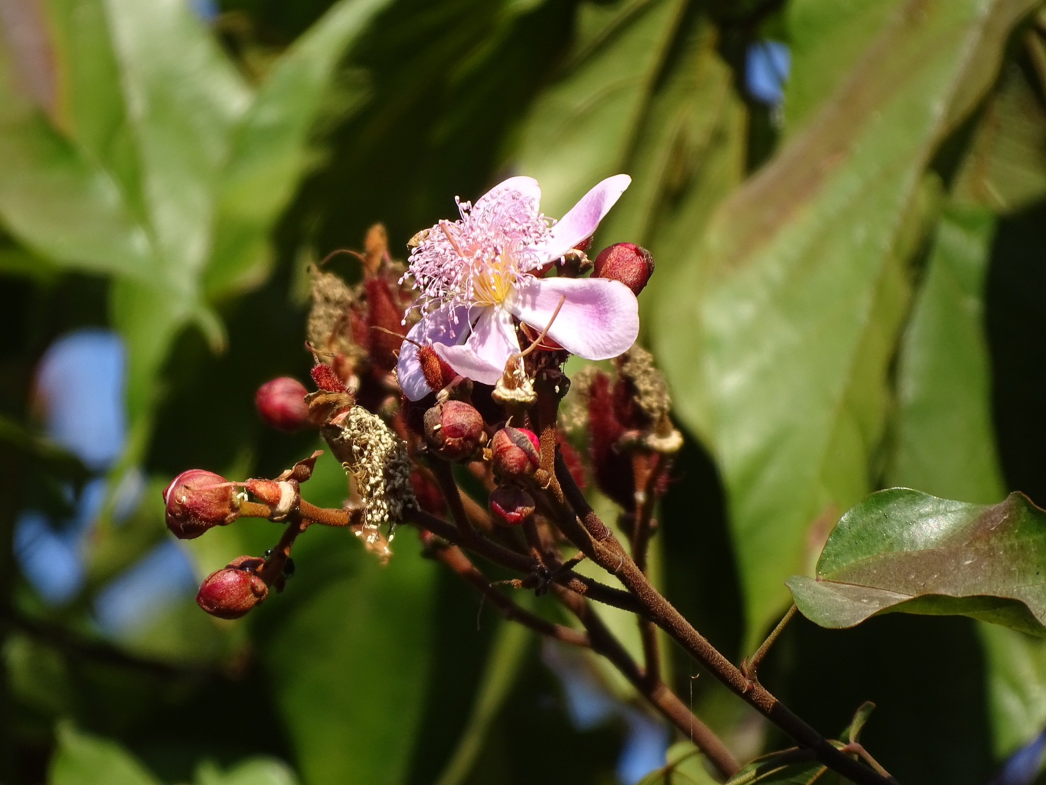 Imagem de Urucum