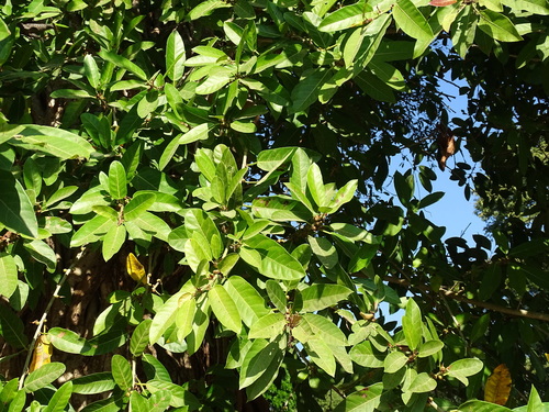 Image of Ficus costaricana by (c) Alexis López Hernández, some rights reserved (CC BY)