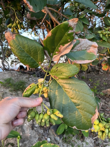 Cordia sebestena