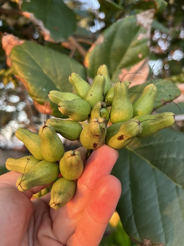 Cordia sebestena