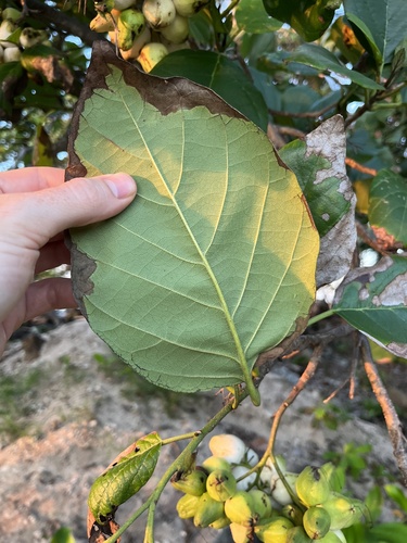Cordia sebestena