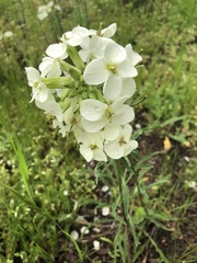 Erysimum franciscanum