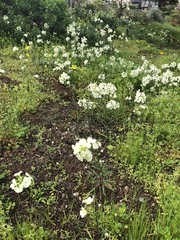 Erysimum franciscanum