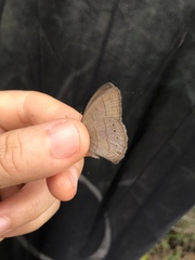 Nhambikuara cerradensis