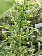 Acalypha indica indica