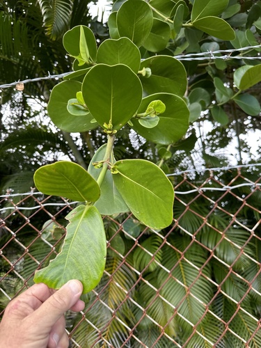 Foto de Abaneiro