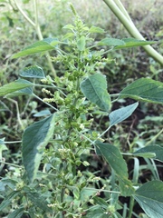 Acalypha indica indica