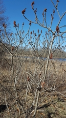 Rhus typhina