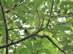 Chloropsis aurifrons