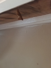 Polygonia interrogationis