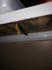 Polygonia interrogationis