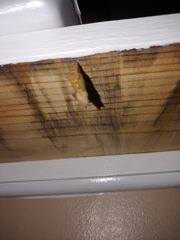 Polygonia interrogationis