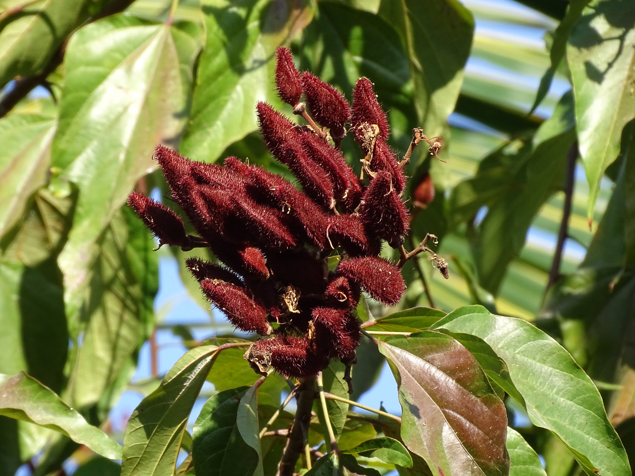 Imagem de Urucum