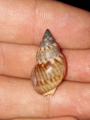 Nassarius particeps