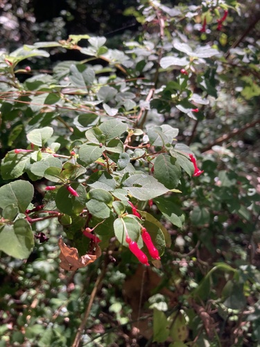 Fuchsia microphylla (Fuchsia microphylla)
