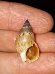 Nassarius particeps