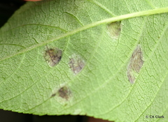 Taphrina aesculi