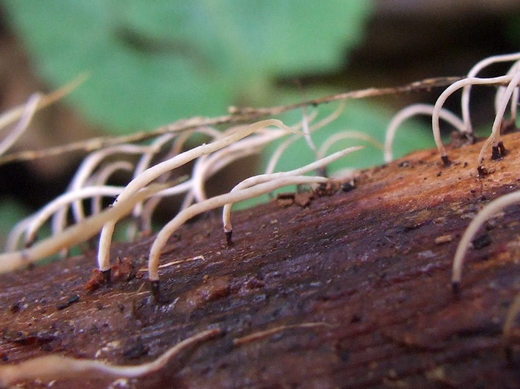 pendulous sedge club