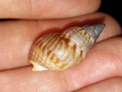 Nassarius particeps