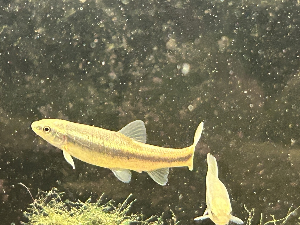 True Minnows from 168th Ave, Spiro, OK, US on January 11, 2024 at 0606